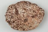 Fossil Phytosaur Scute - New Mexico #192708-1